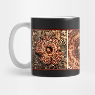 Male Rafflesia pricei Flower - Composite View Mug